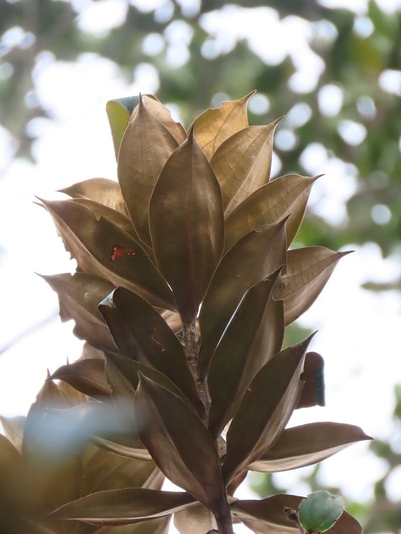 Andea sericea photo 8
