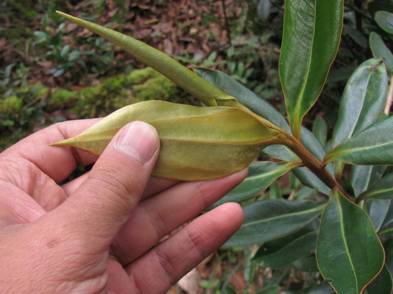 Andea sericea