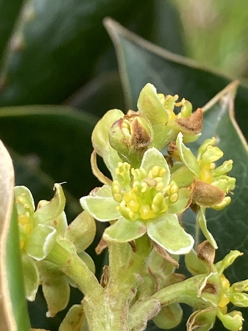 Andea sericea photo 2