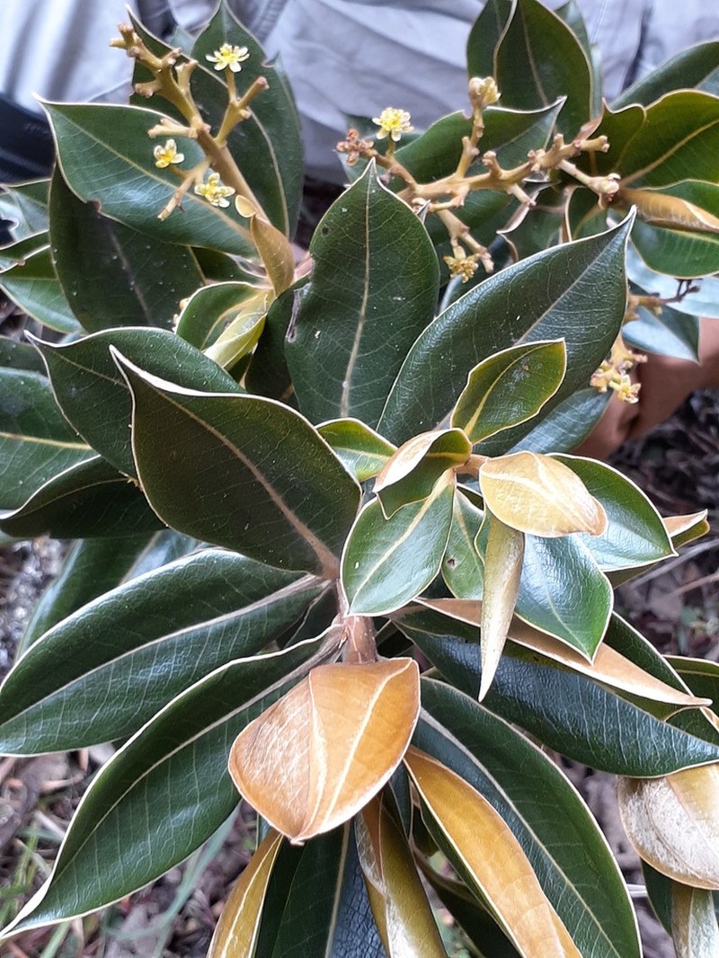 Andea sericea photo 3