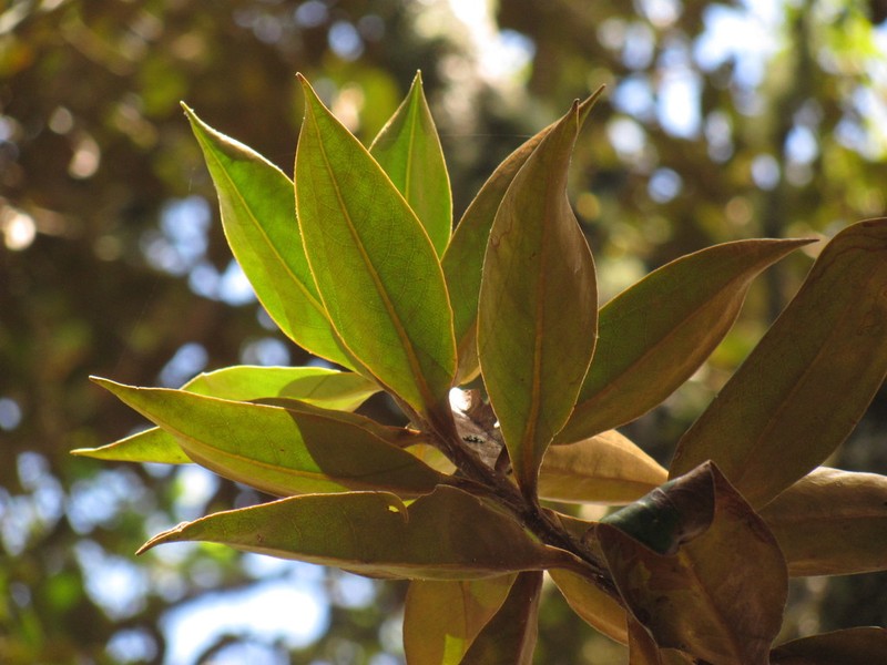 Andea sericea photo 4