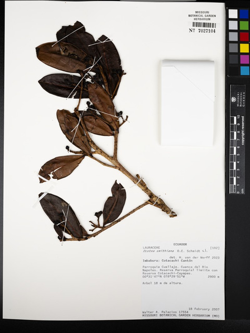 Andea smithiana