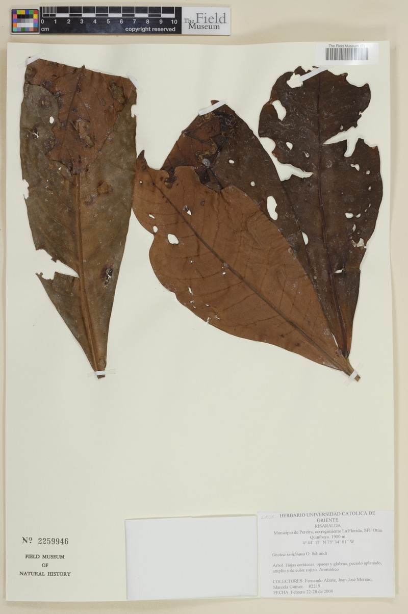Andea smithiana photo 2
