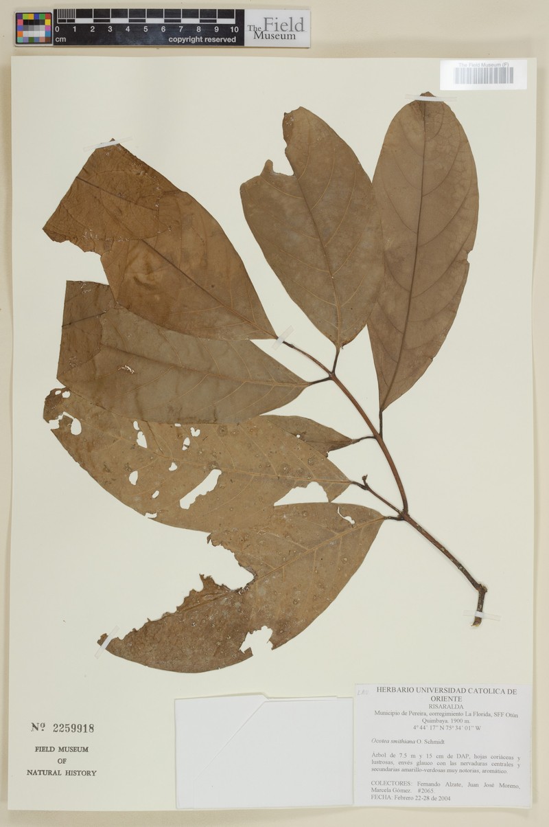 Andea smithiana photo 3