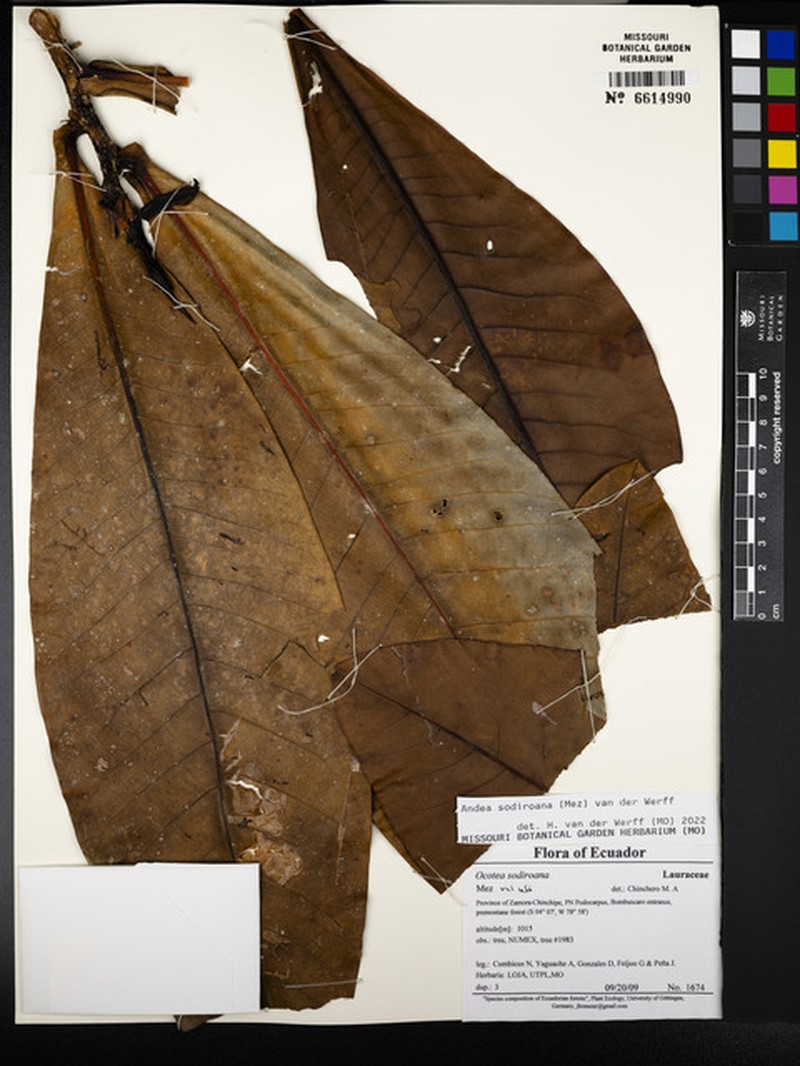 Andea sodiroana photo 5