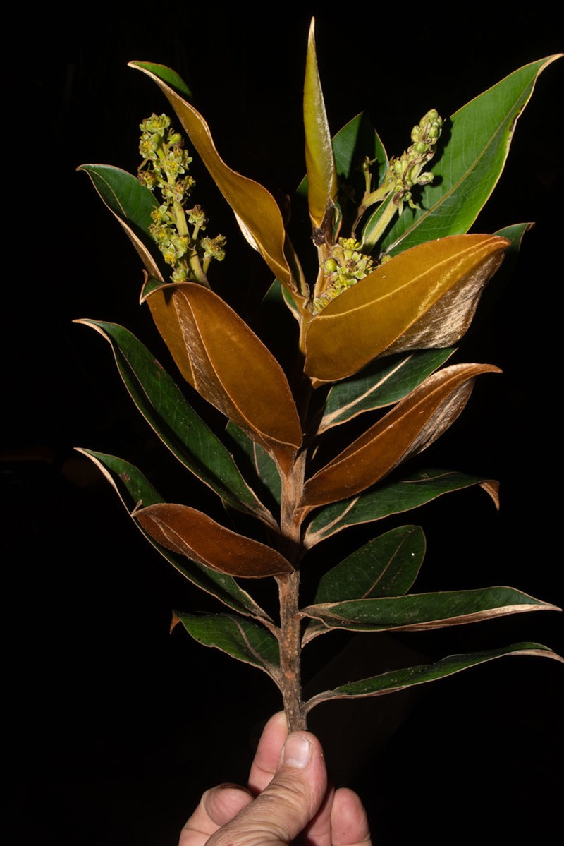 Andea subparamicola