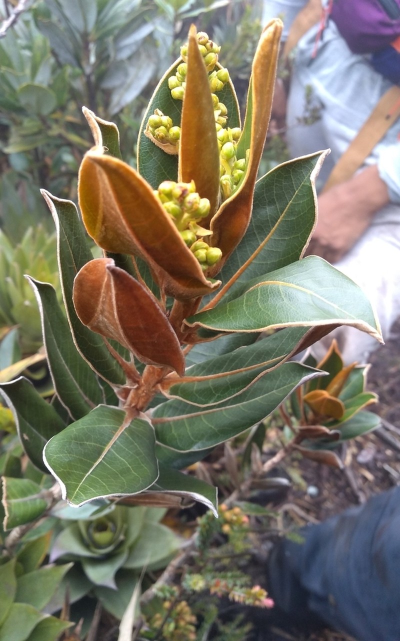Andea subparamicola photo 2