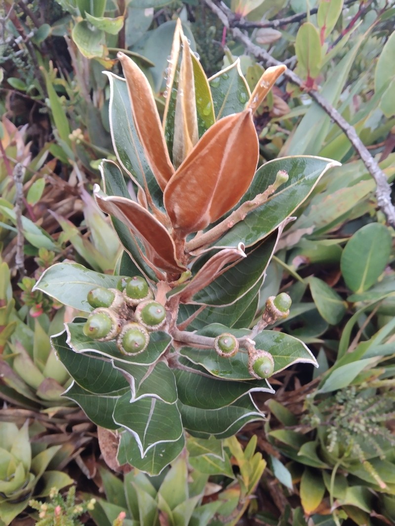 Andea subparamicola photo 3