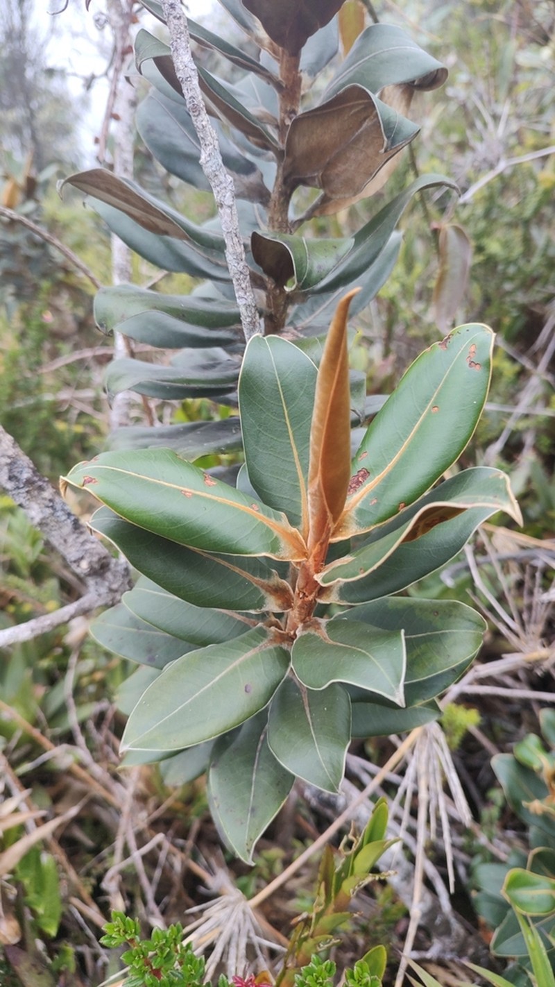 Andea subparamicola photo 4