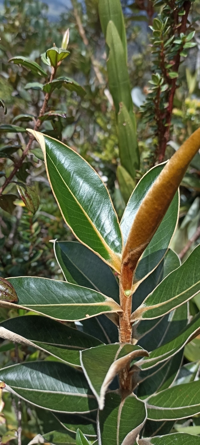 Andea subparamicola photo 5