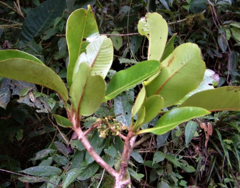 Andea tunquiensis