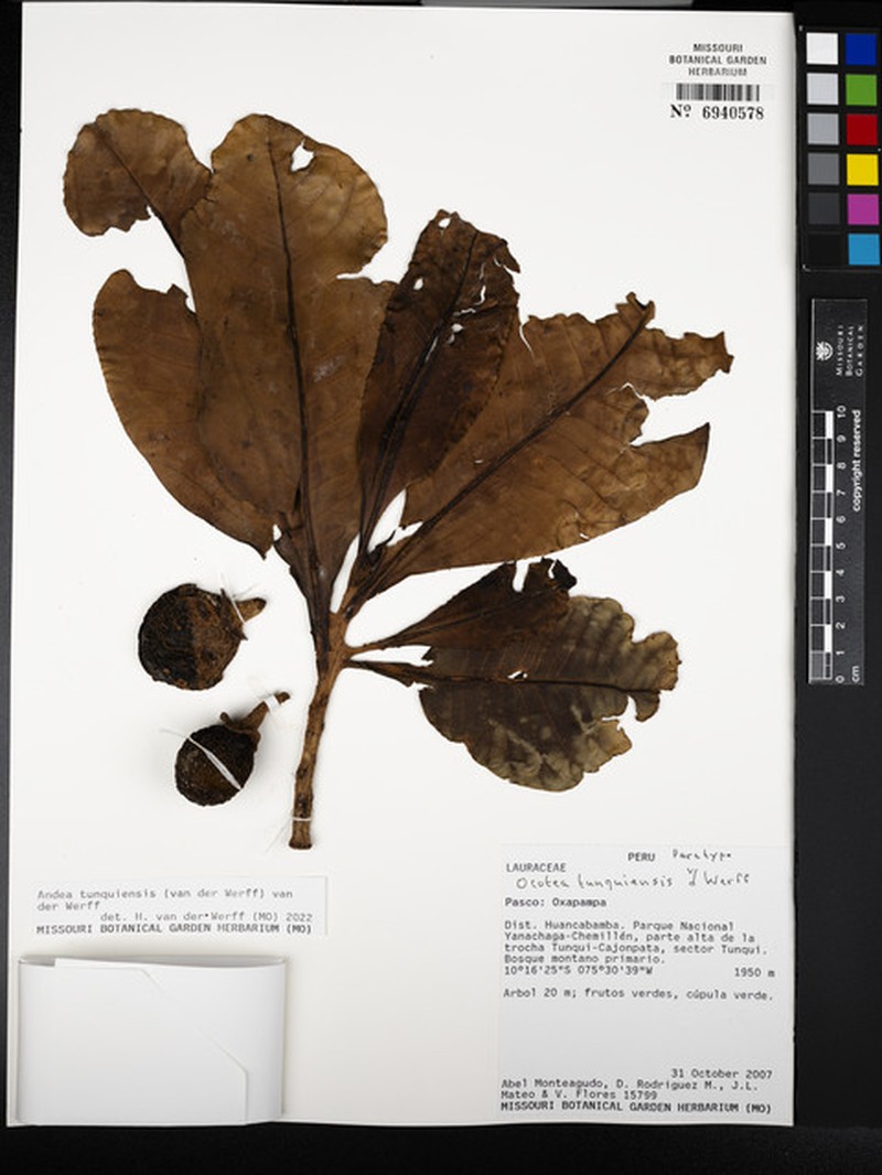 Andea tunquiensis photo 3