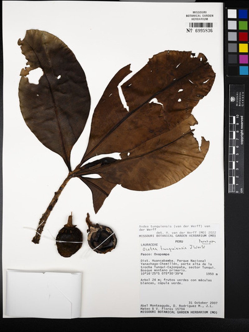 Andea tunquiensis photo 4