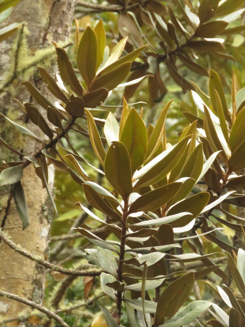 Andea velutina photo 2