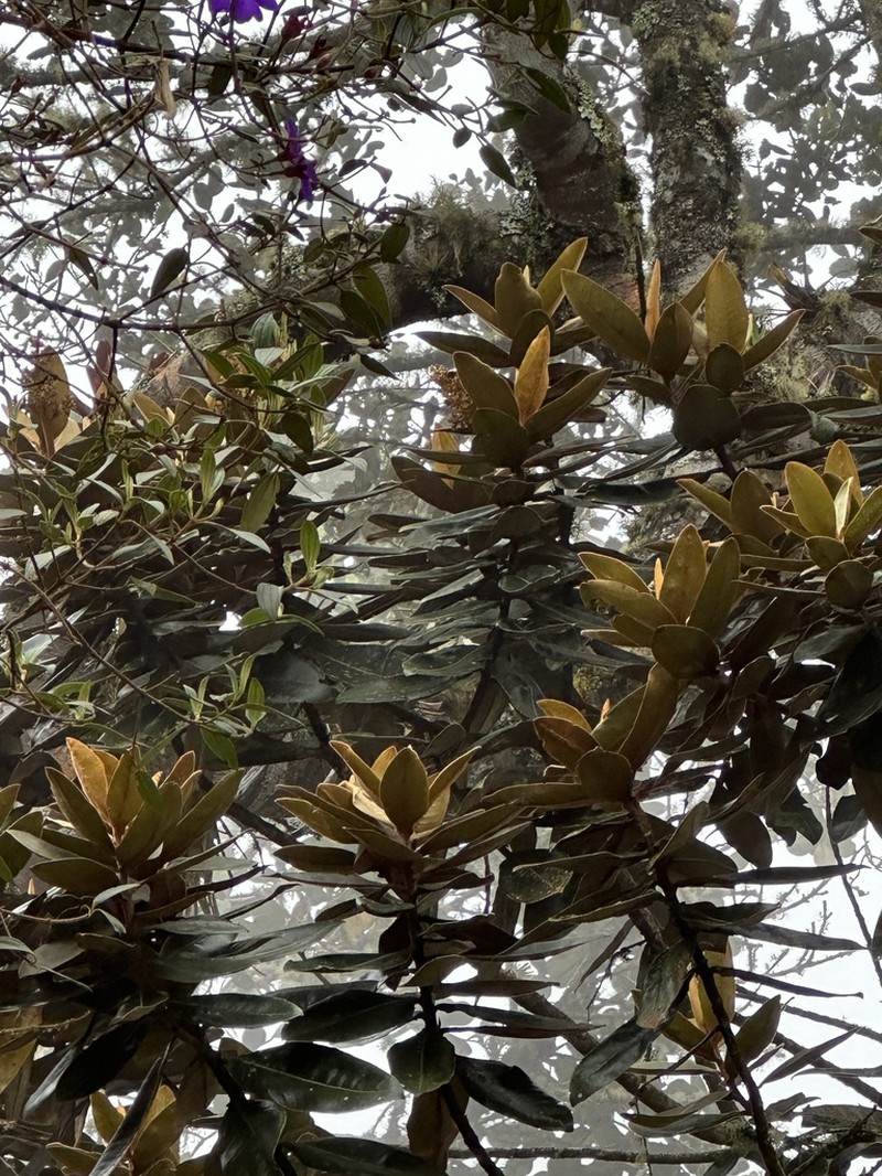 Andea velutina photo 3