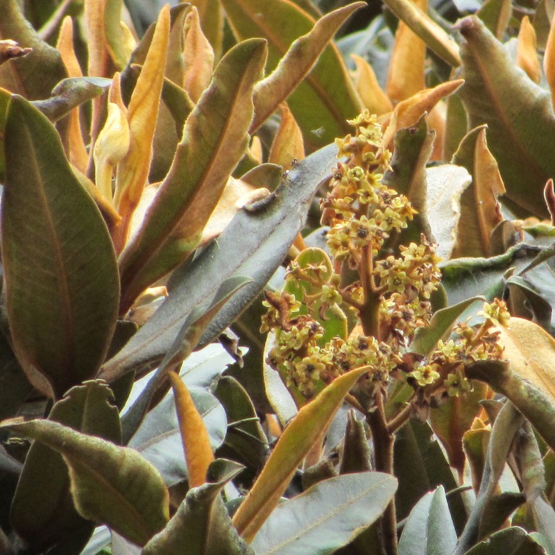 Andea velutina photo 4