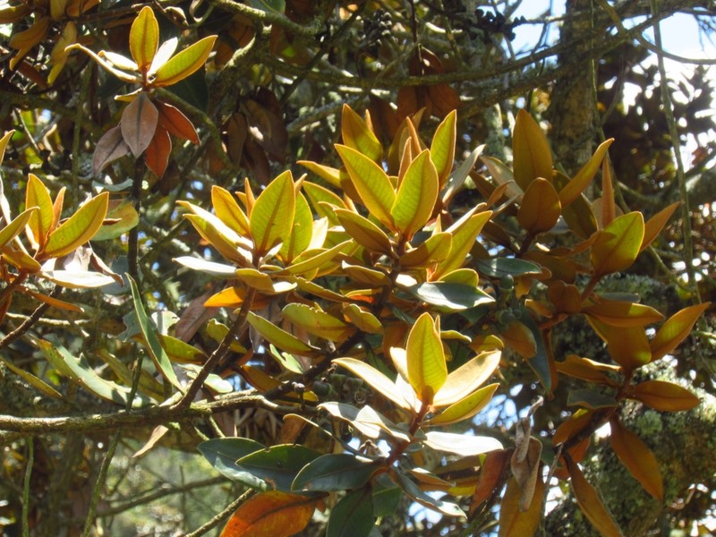 Andea velutina photo 6