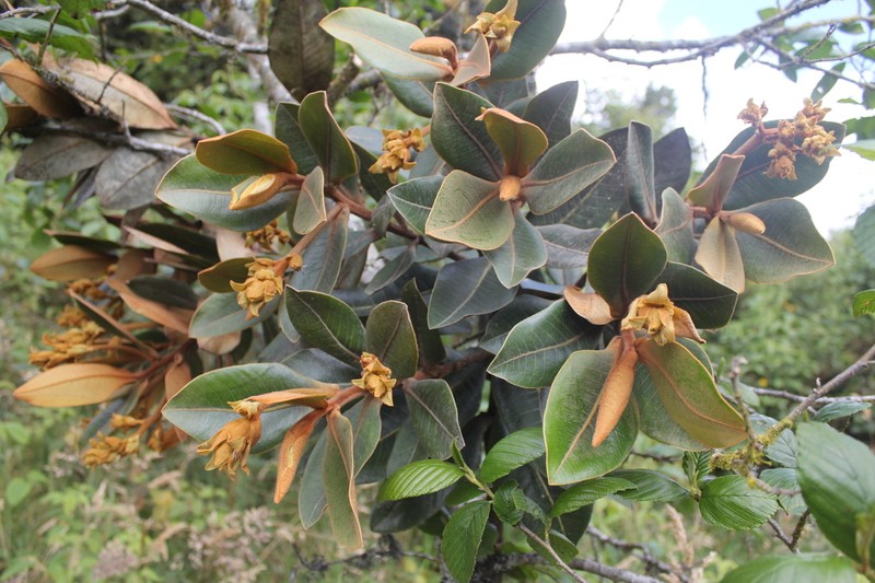 Andea velutina photo 7