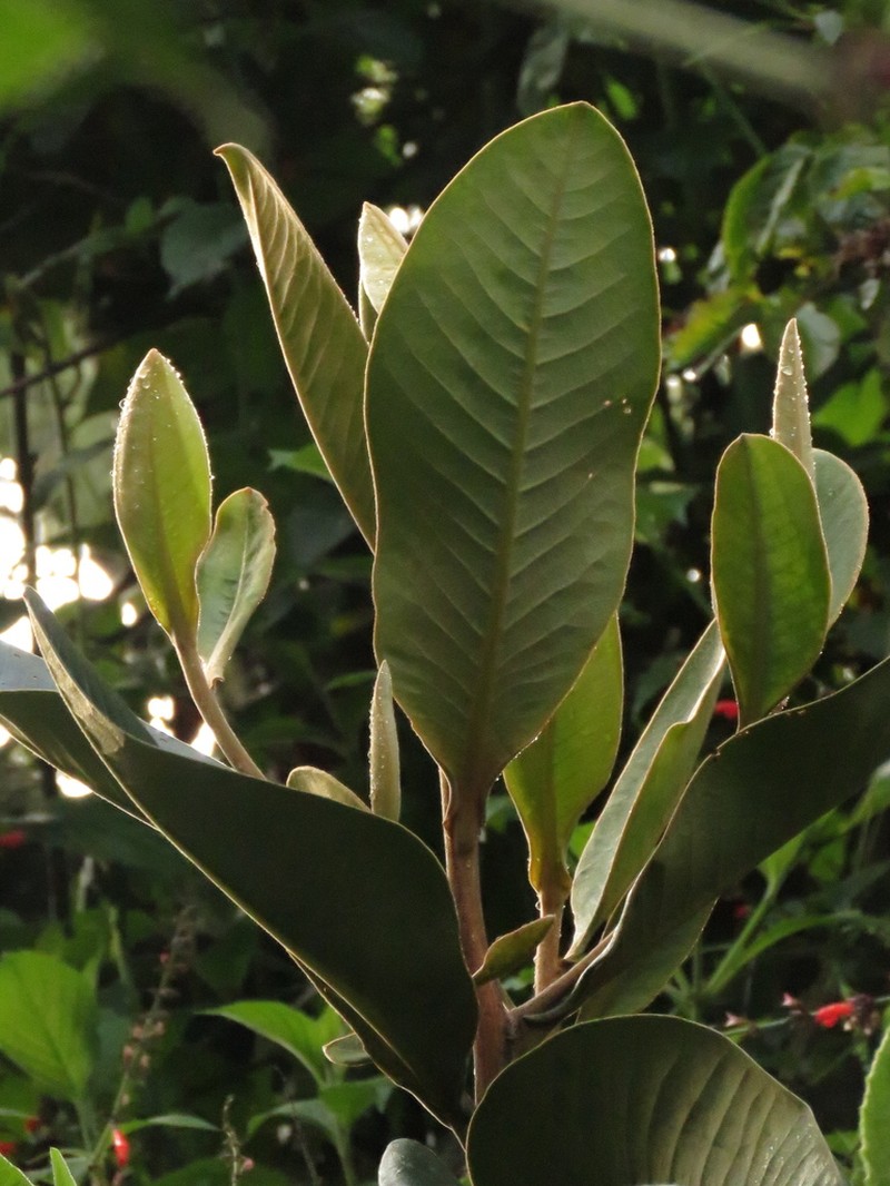 Andea velutina photo 8