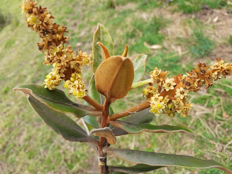 Andea velutina