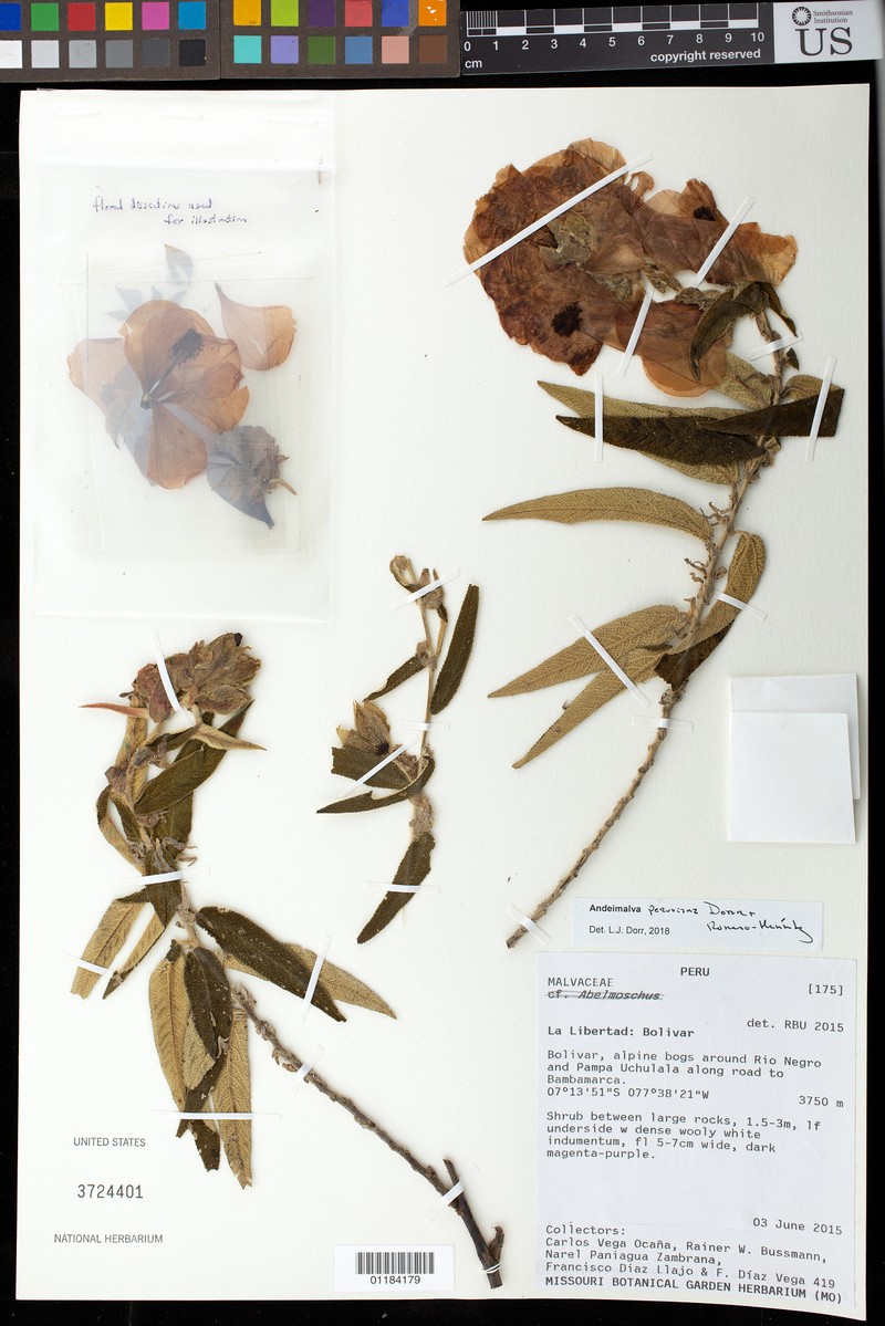 Andeimalva peruviana
