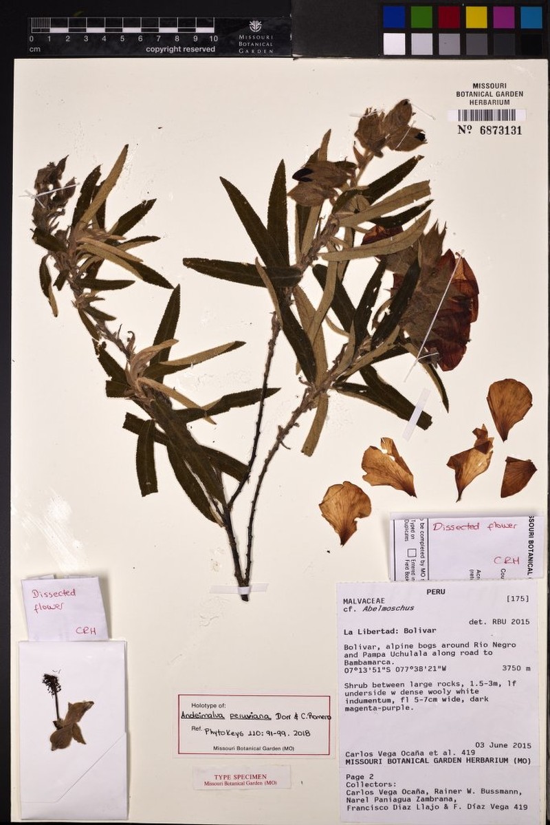 Andeimalva peruviana photo 2