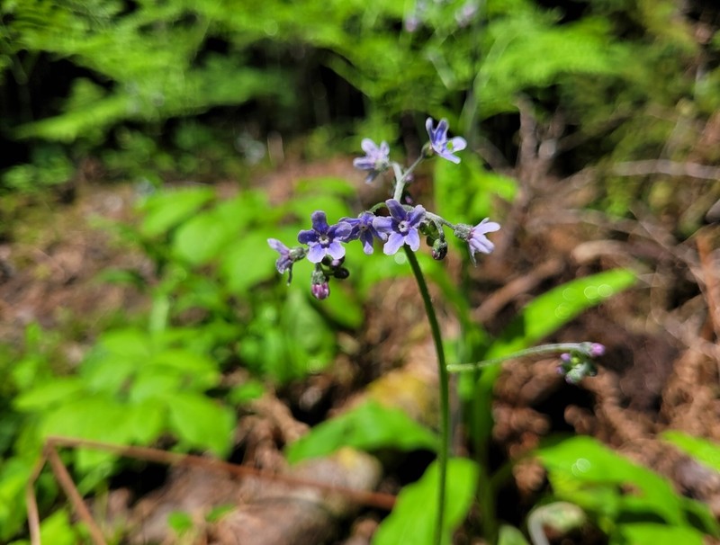 Andersonglossum boreale