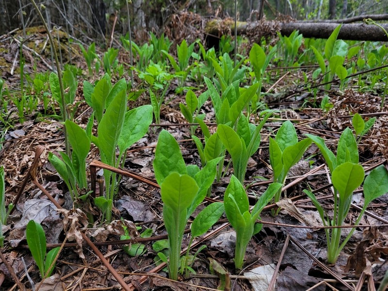 Andersonglossum boreale photo 2