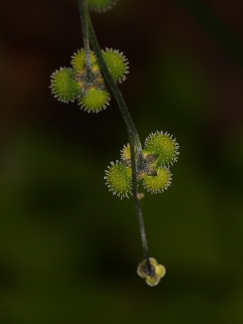 Andersonglossum boreale photo 4