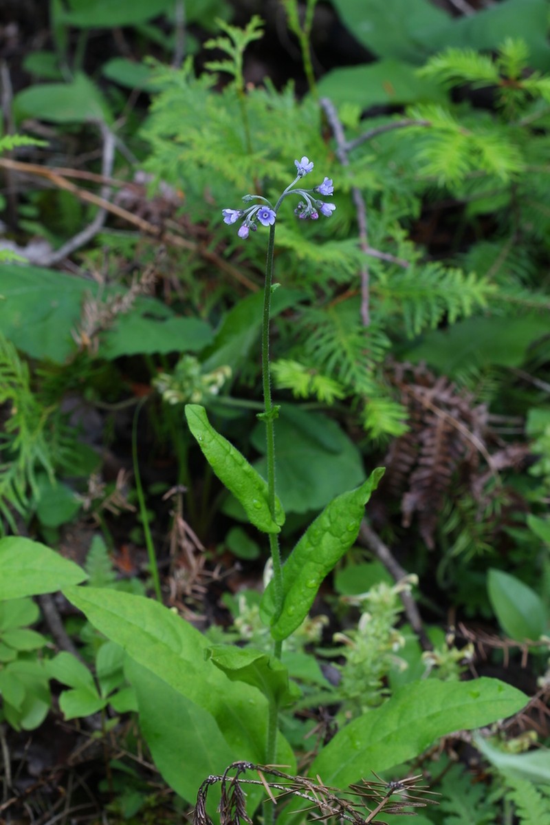 Andersonglossum boreale photo 5