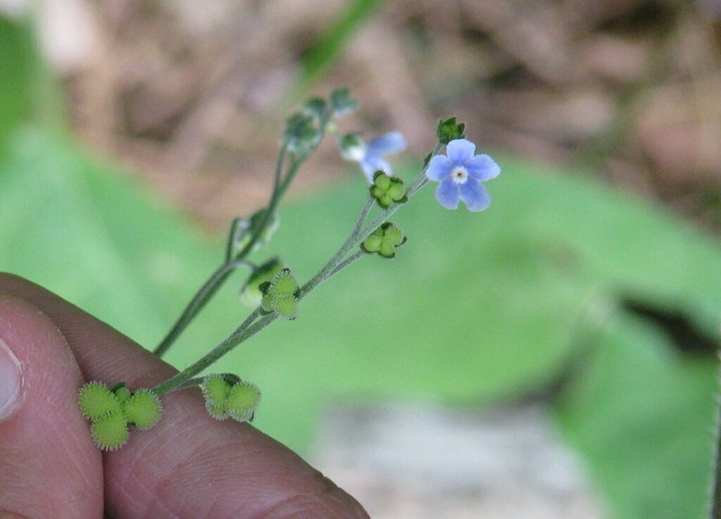 Andersonglossum boreale photo 7