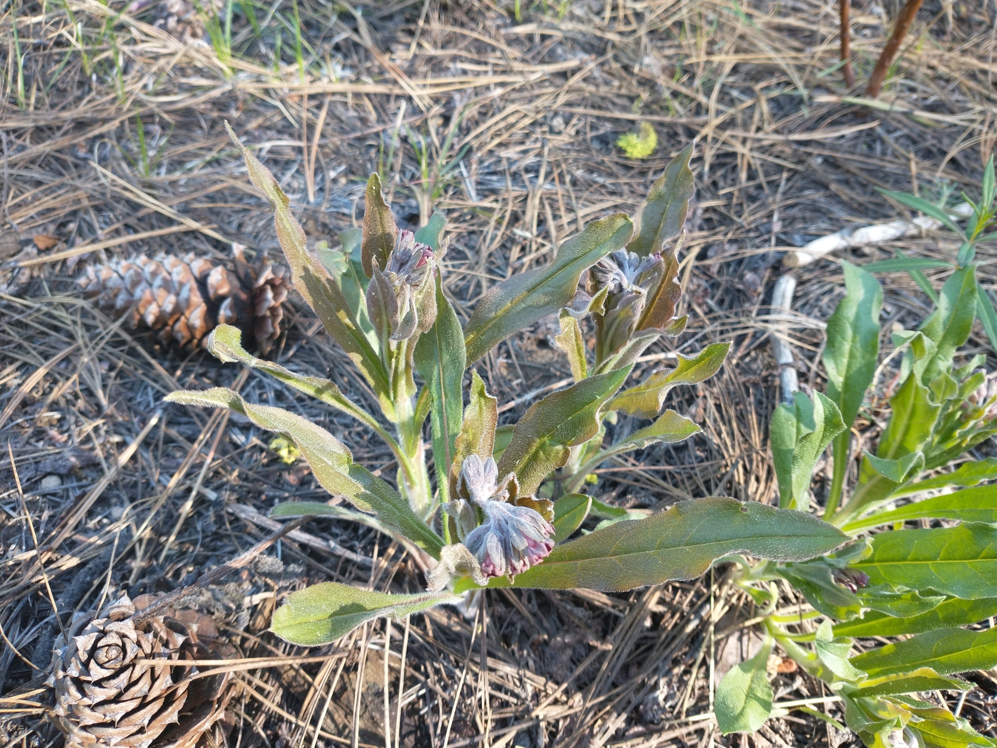 Western Hound's Tongue