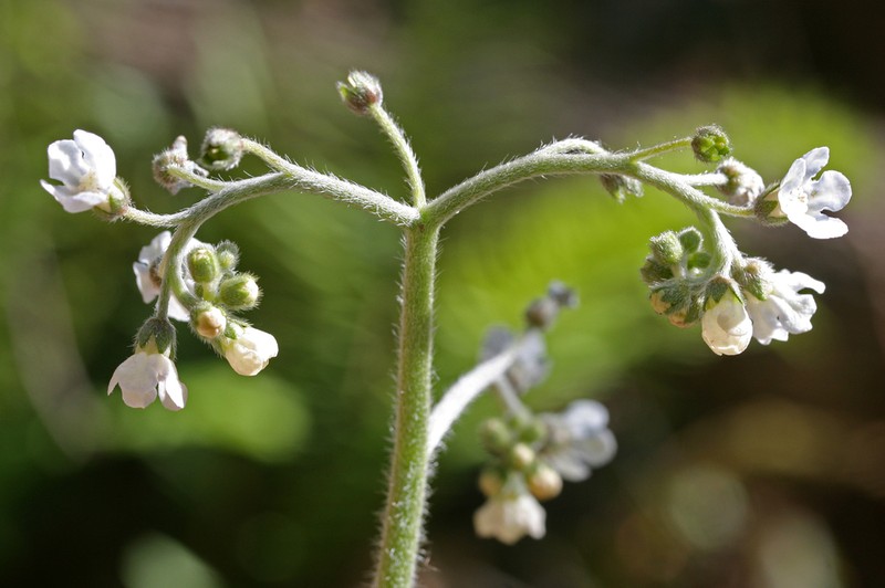 Wild Comfrey