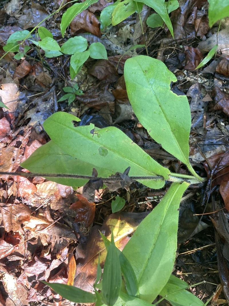 Wild Comfrey photo 2