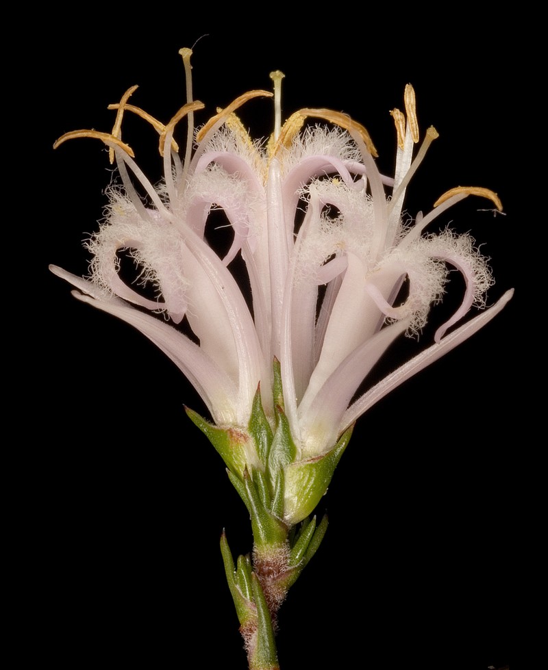 Andersonia aristata