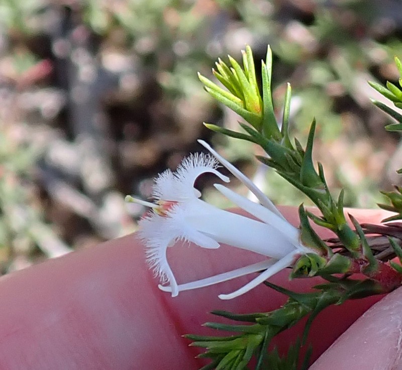 Andersonia aristata photo 2