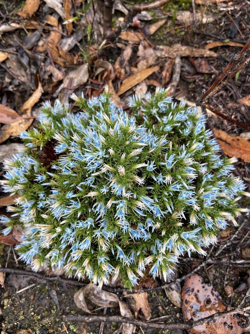 Andersonia auriculata