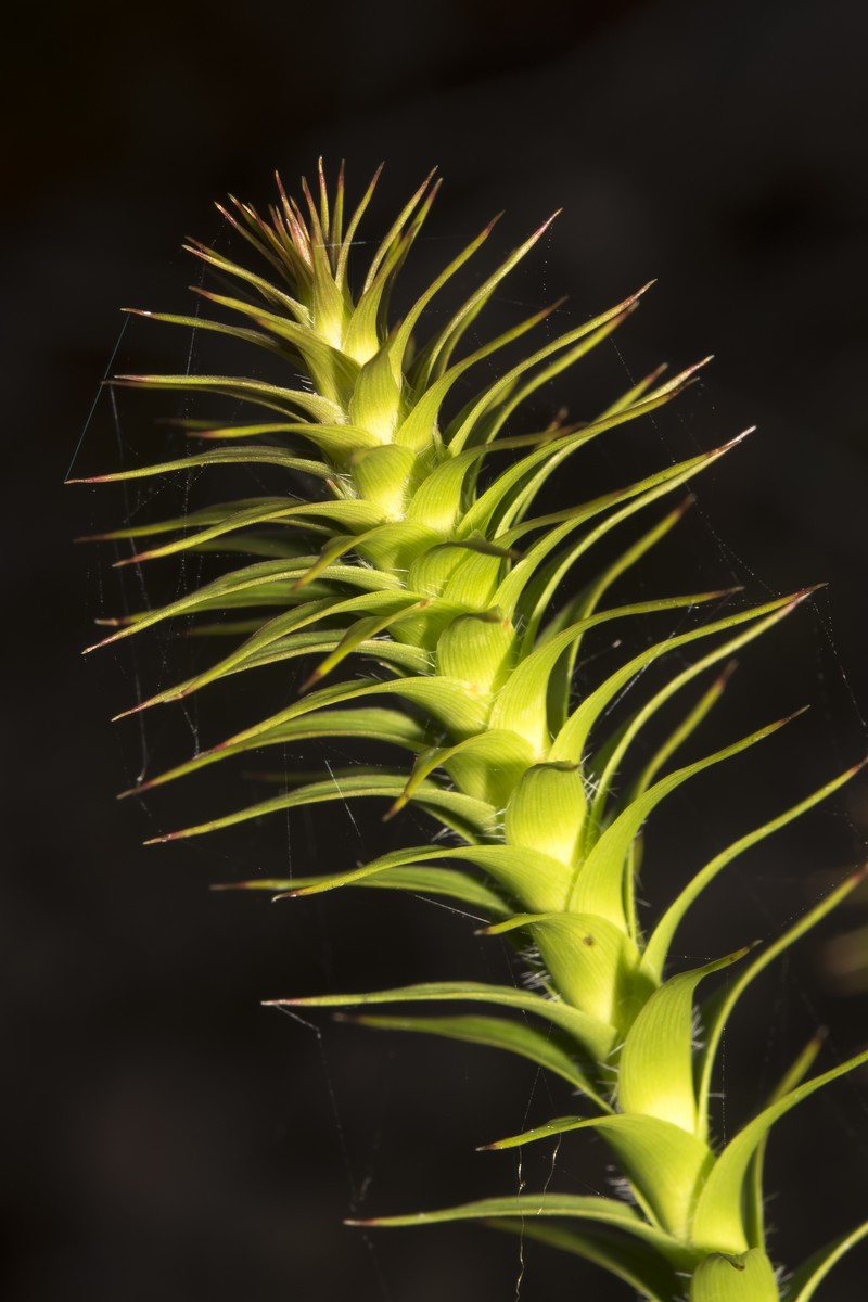 Andersonia axilliflora