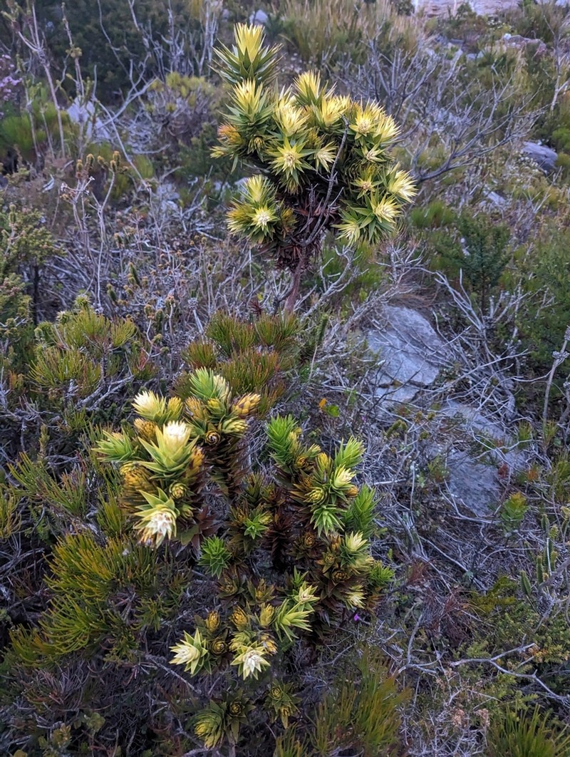 Andersonia axilliflora photo 4