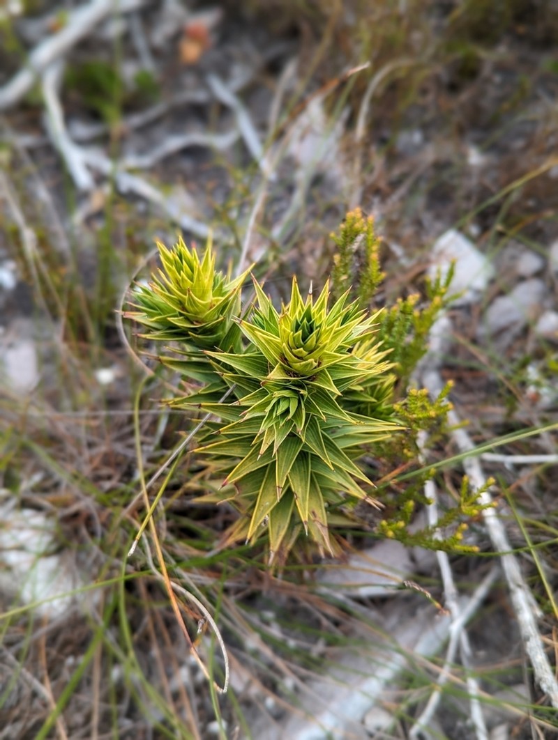 Andersonia axilliflora photo 5