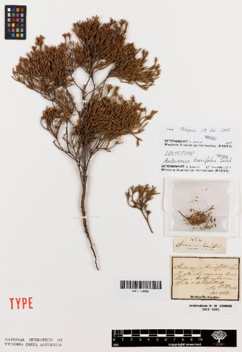 Andersonia brevifolia photo 2