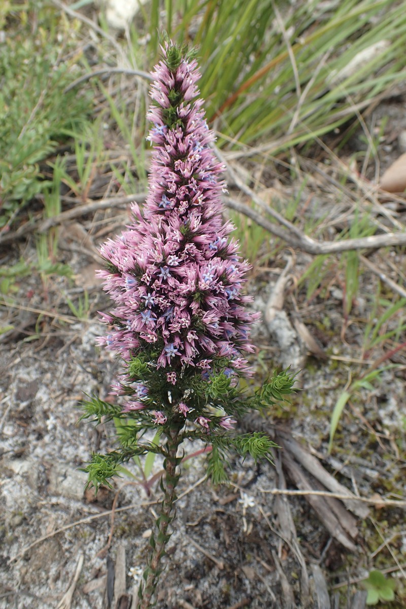 Andersonia caerulea