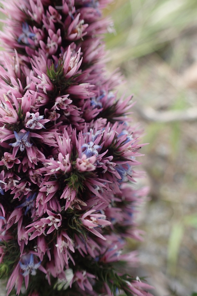 Andersonia caerulea photo 2