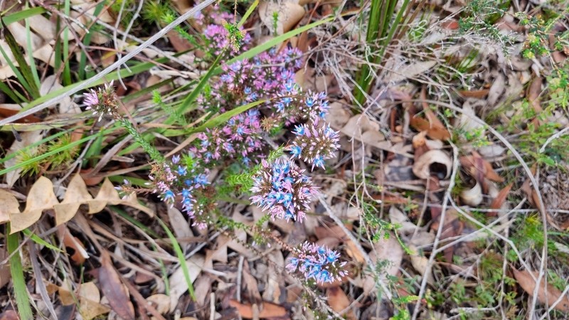 Andersonia caerulea photo 3