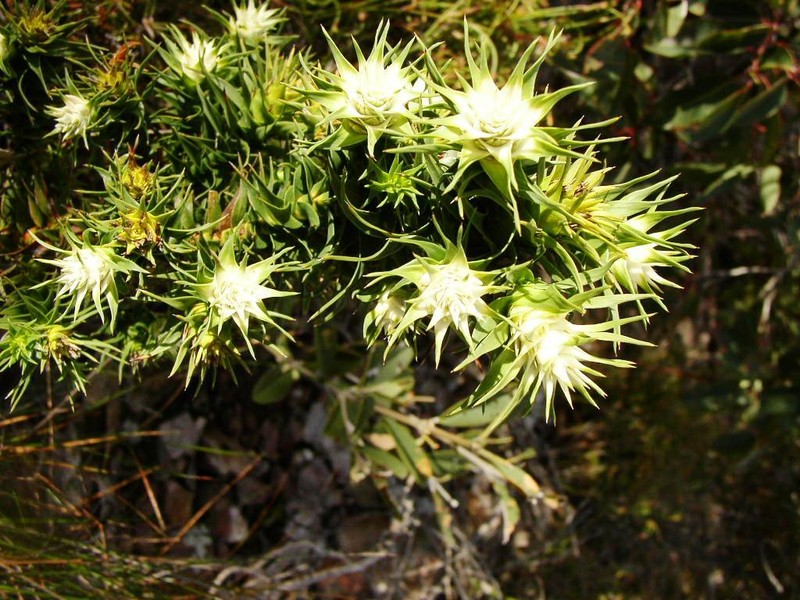 Andersonia echinocephala