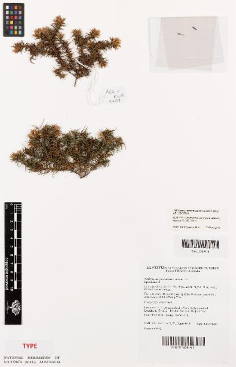 Andersonia geniculata