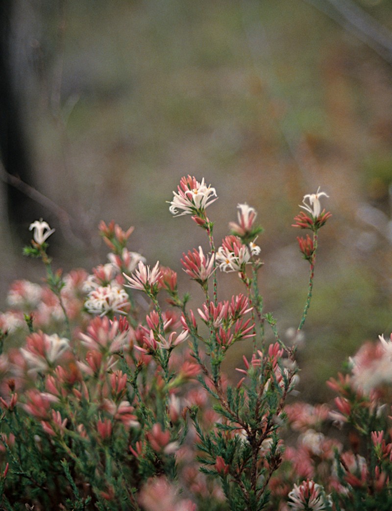 Andersonia gracilis