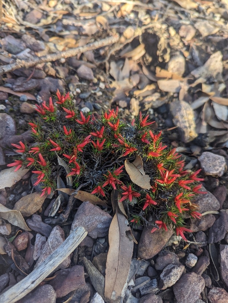Andersonia grandiflora photo 2