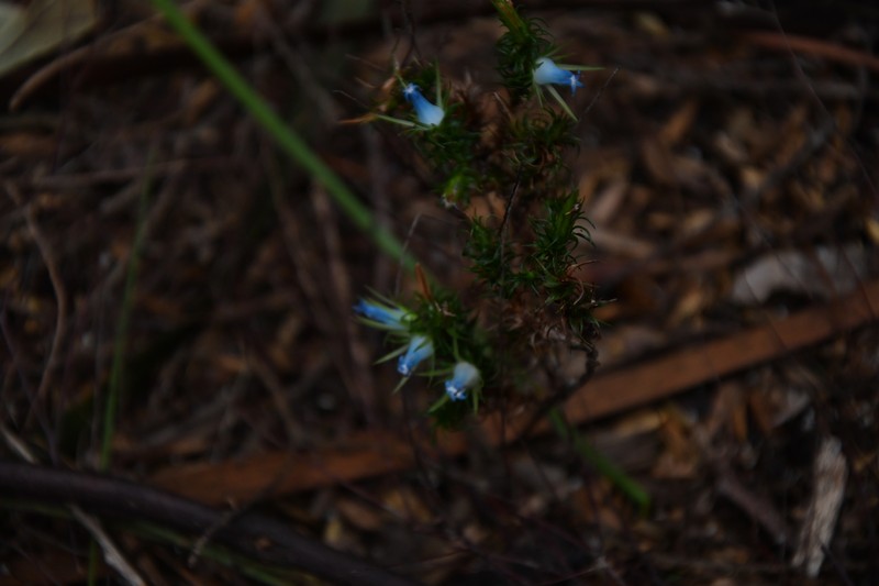 Andersonia hammersleyana