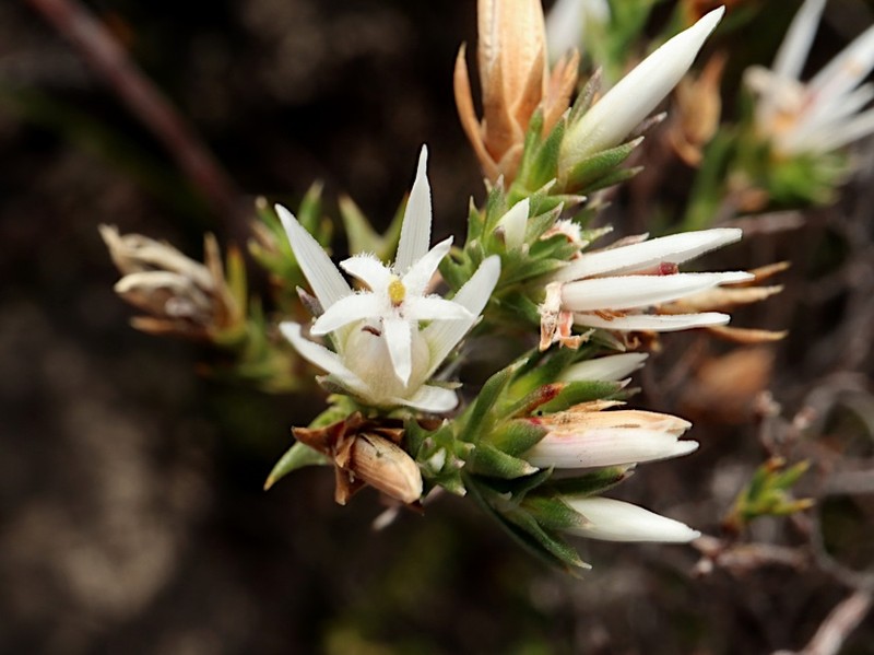 Andersonia heterophylla